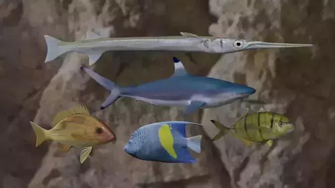 Five Fishes 3D Model Collection