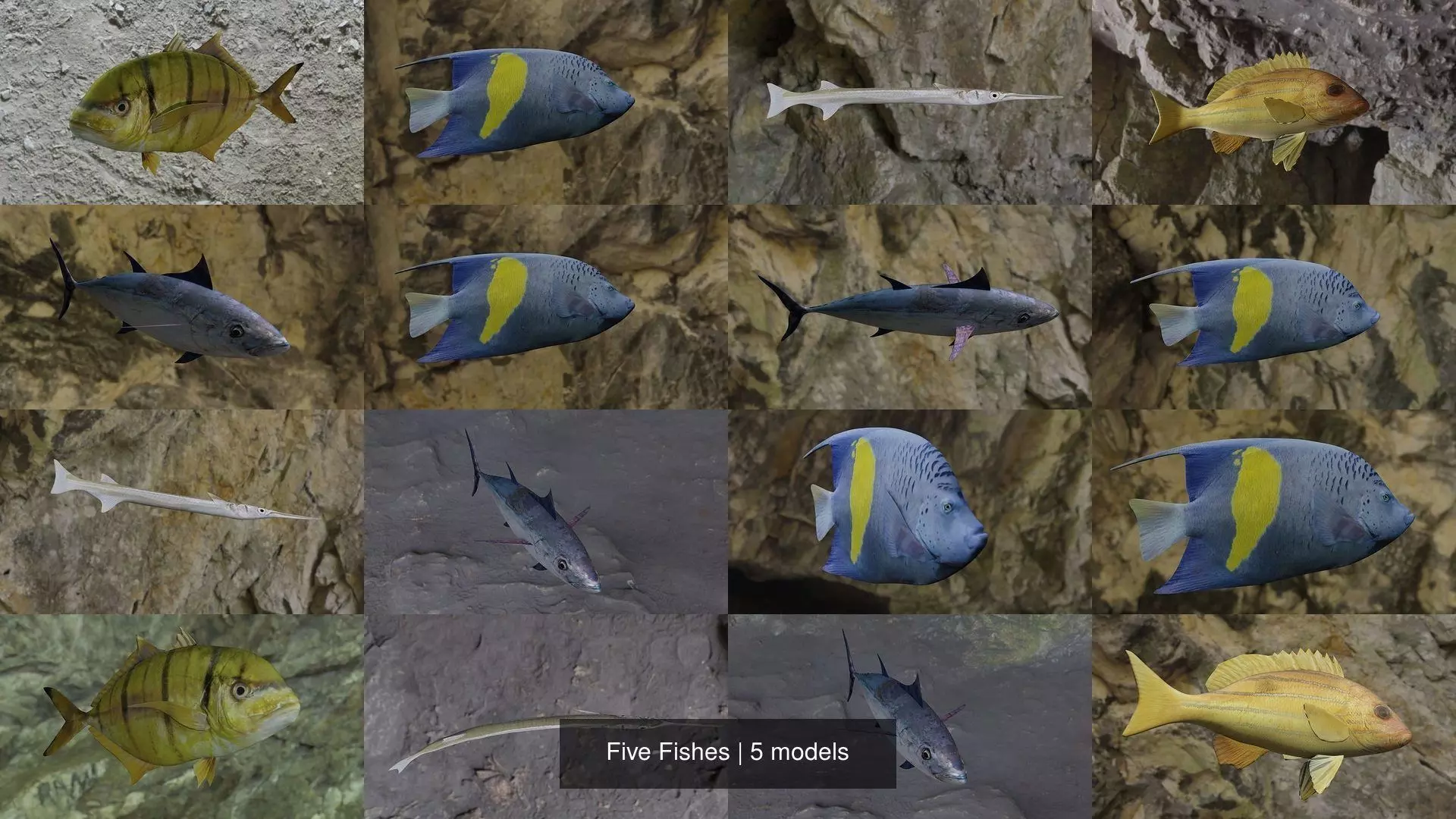 Five Fishes 3D Model Collection_2