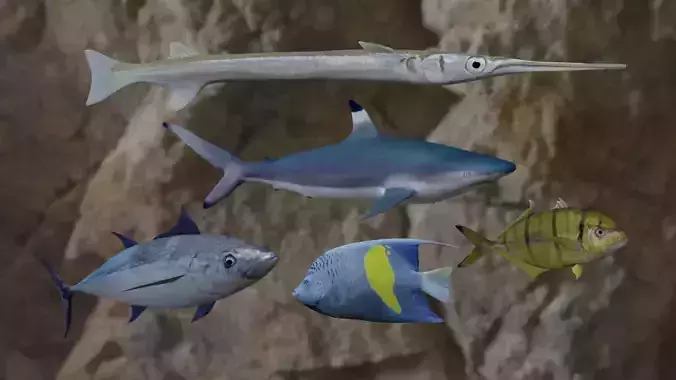 Fishes fish swimming in water 3D Model Collection