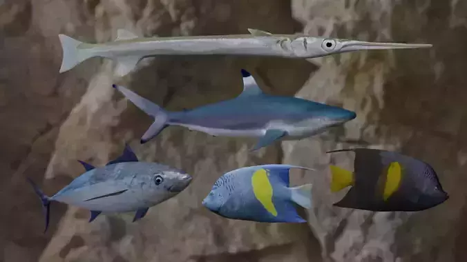Fishes 3D models 3D Model Collection