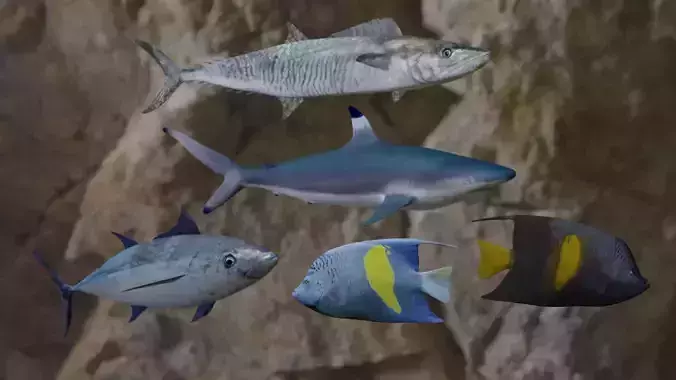 Fishes 3D models 3D Model Collection