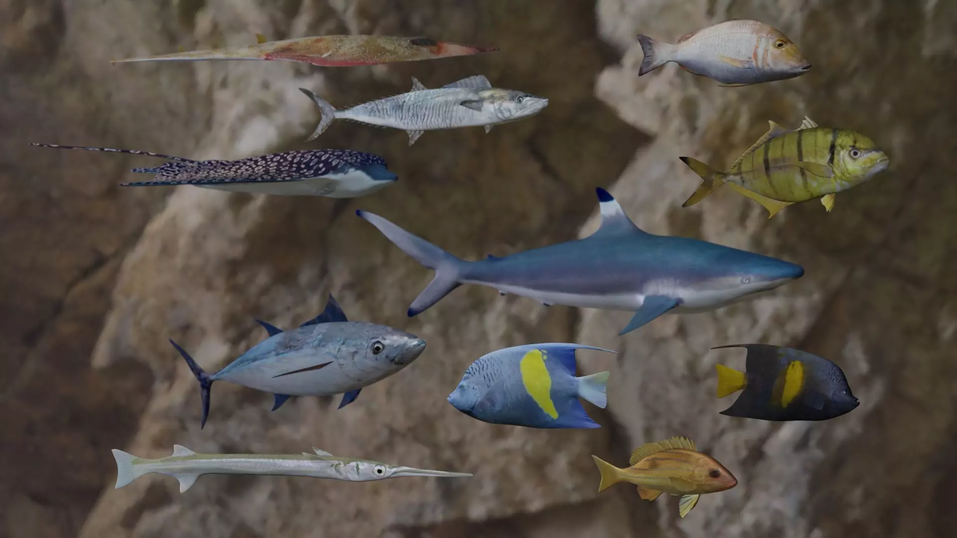 Fishes 3D models 3D Model Collection_0