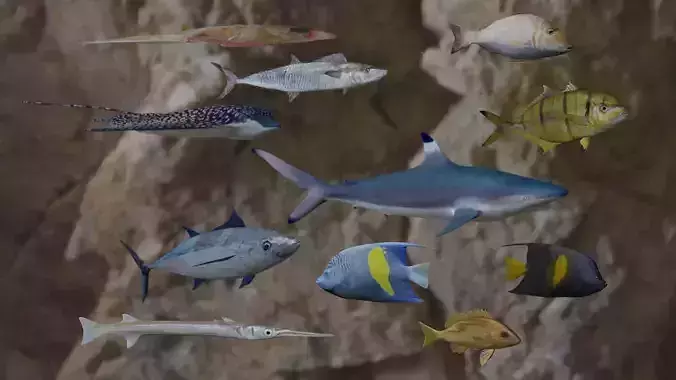 Fishes 3D models 3D Model Collection
