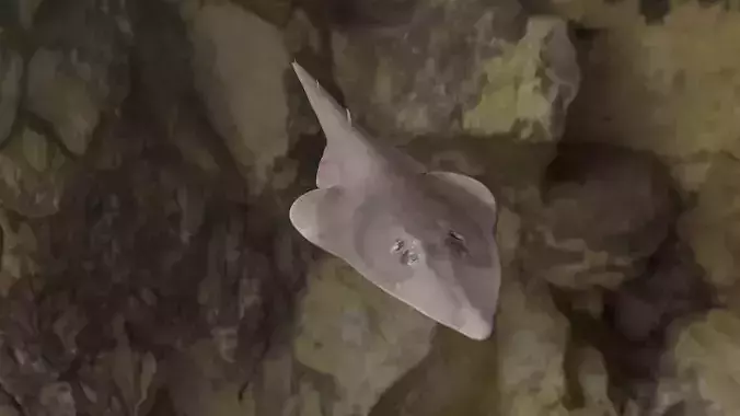 Guiltar Fish 3D model Low-poly 3D model