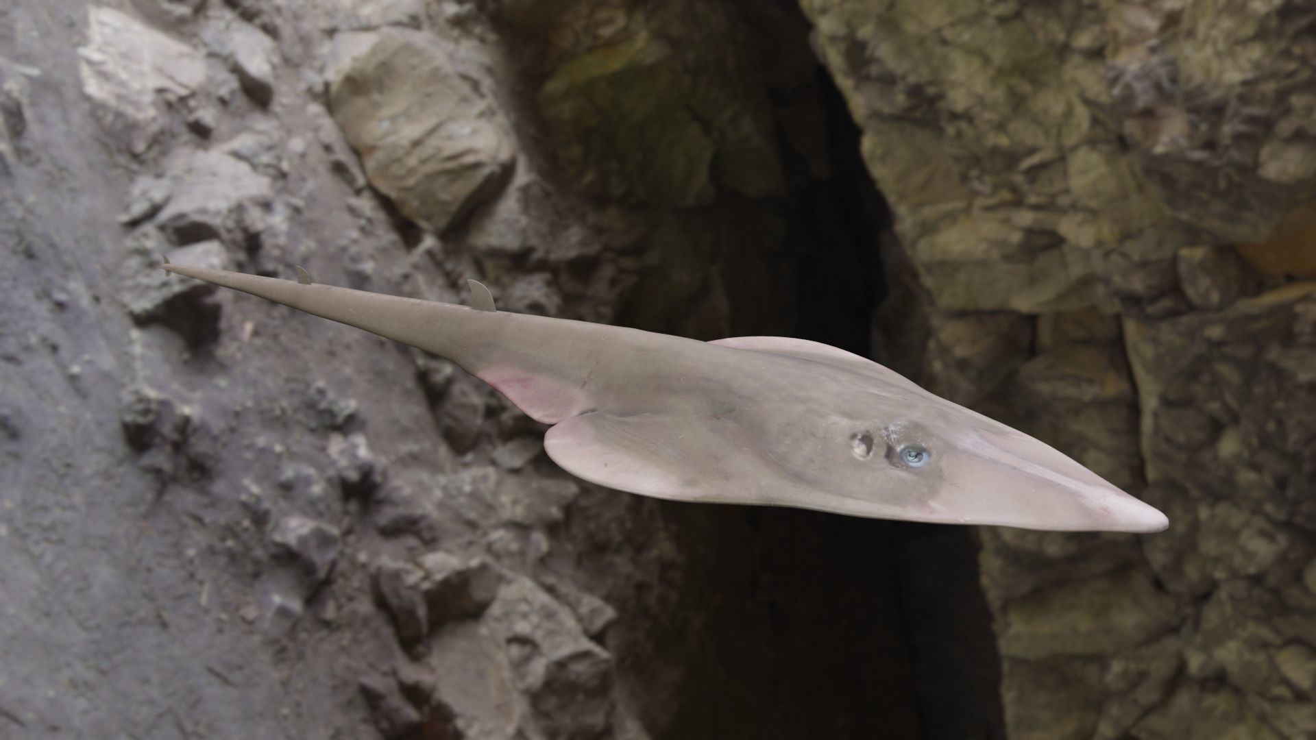 Guiltar Fish 3D model Low-poly 3D model_7