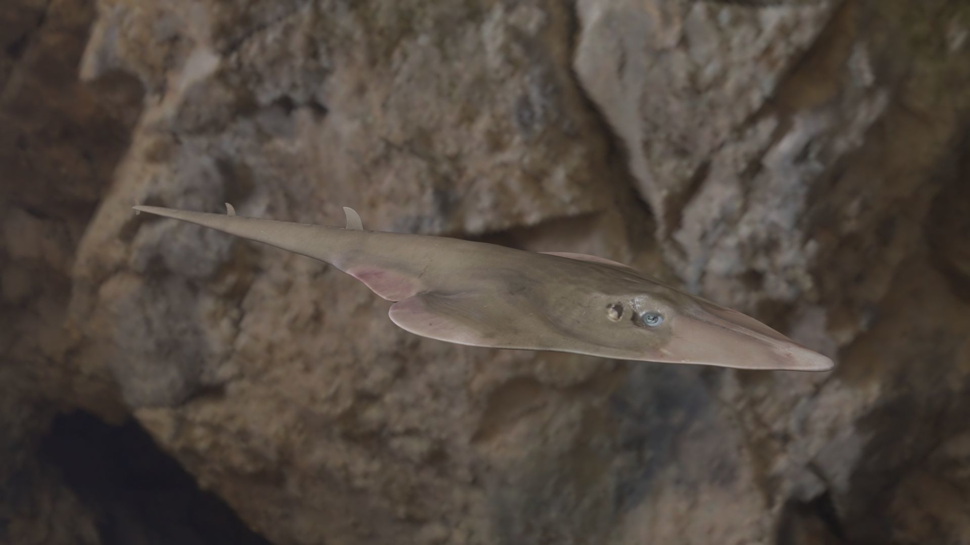 Guiltar Fish 3D model Low-poly 3D model_12