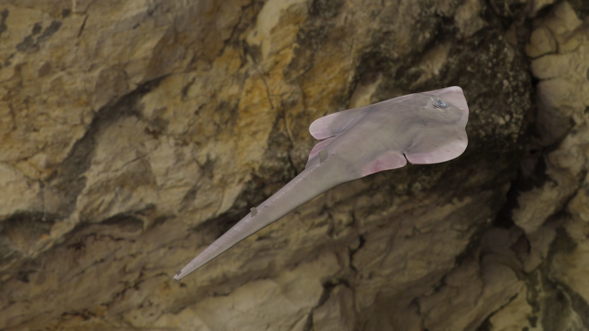 Guiltar Fish 3D model Low-poly 3D model_6
