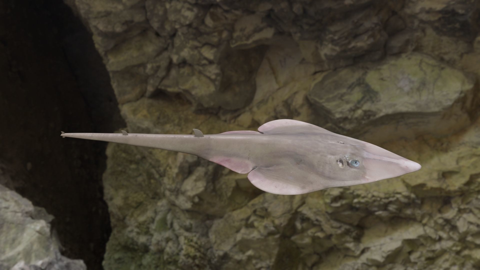 Guiltar Fish 3D model Low-poly 3D model_11