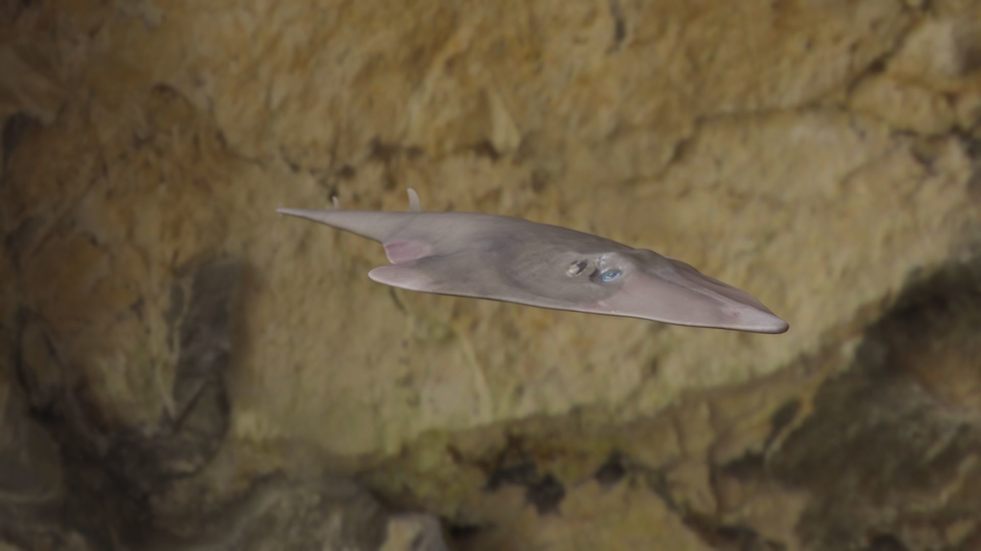 Guiltar Fish 3D model Low-poly 3D model_16