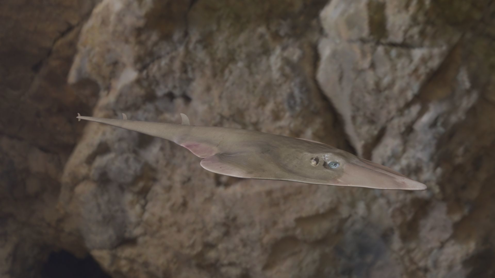 Guiltar Fish 3D model Low-poly 3D model_10