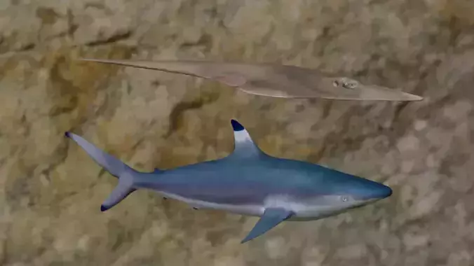 Guiltar Fish -Spottail shark Fish 3D Model Collection