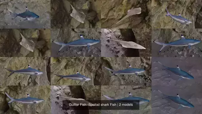 Guiltar Fish -Spottail shark Fish