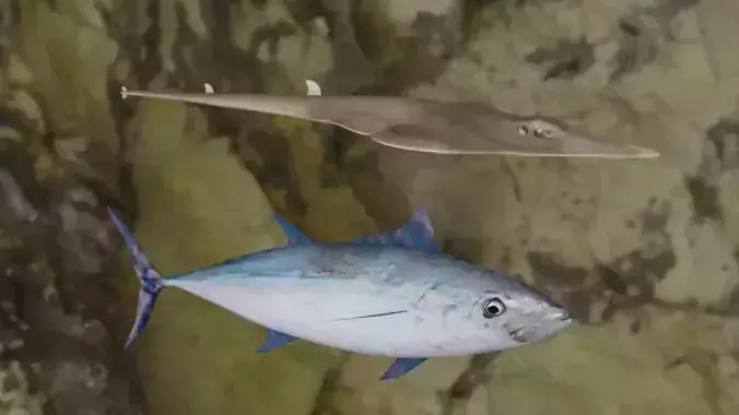 Longtail tuna-Guiltar Fish 3D model 3D Model Collection