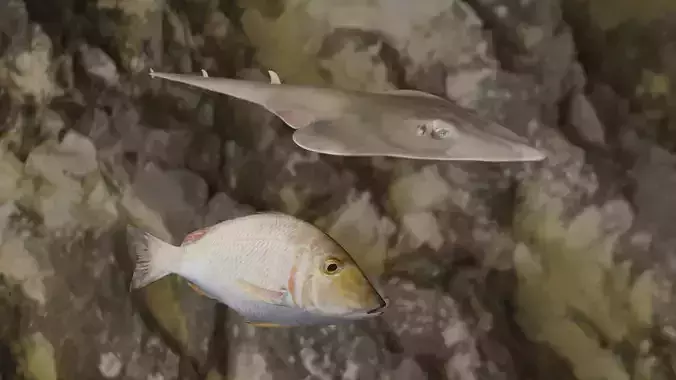 Lethrinus lentjan-Guiltar Fish 3D Model Collection