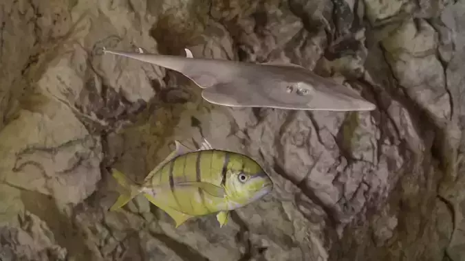 Guiltar Fish-Golden trevally Fish  3D Model Collection