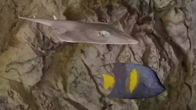 Pomacanthus maculosus-Guiltar Fish 3D Model Collection