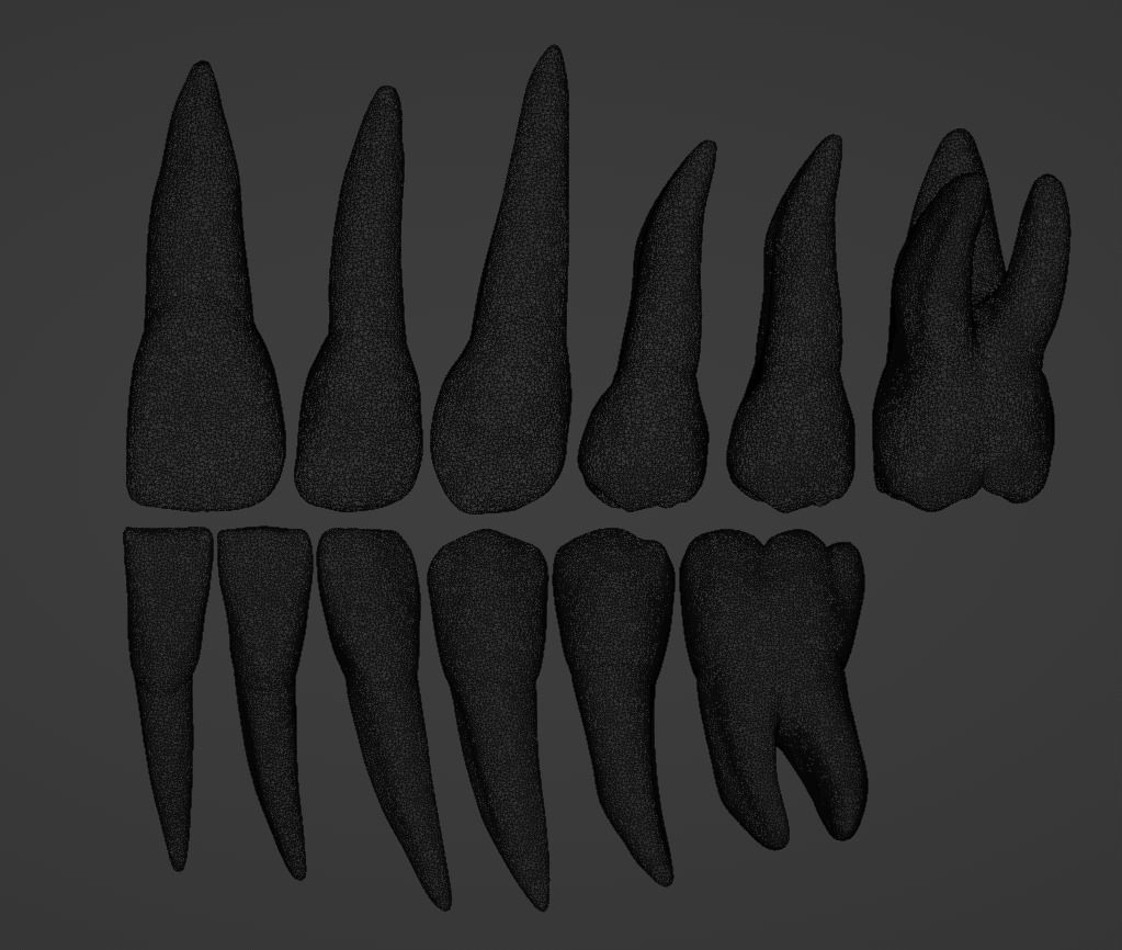 Primary teeth anatomy model with root canal 3D model_8