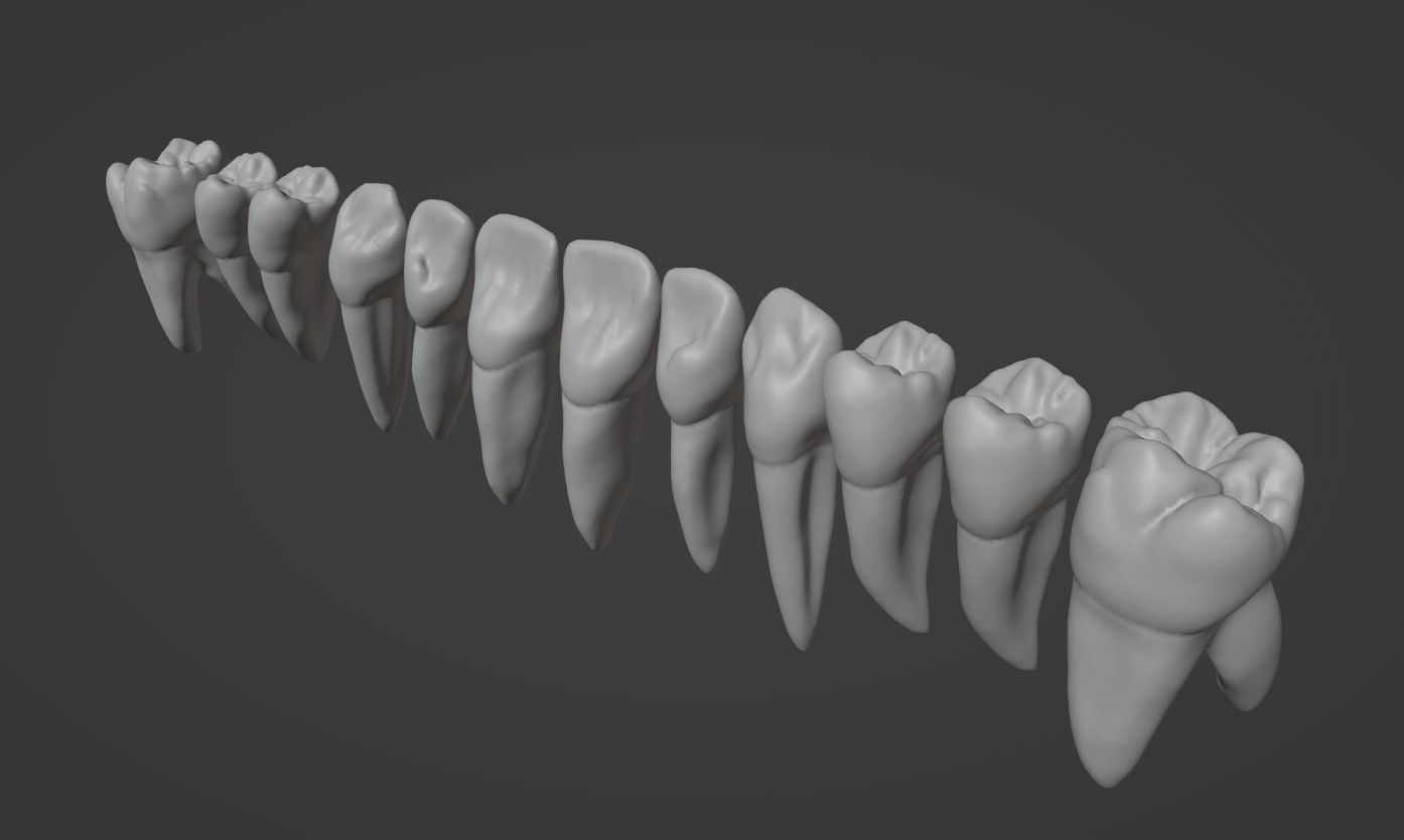 Primary teeth anatomy model with root canal 3D model_5