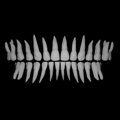 Primary teeth anatomy model with root canal 3D model