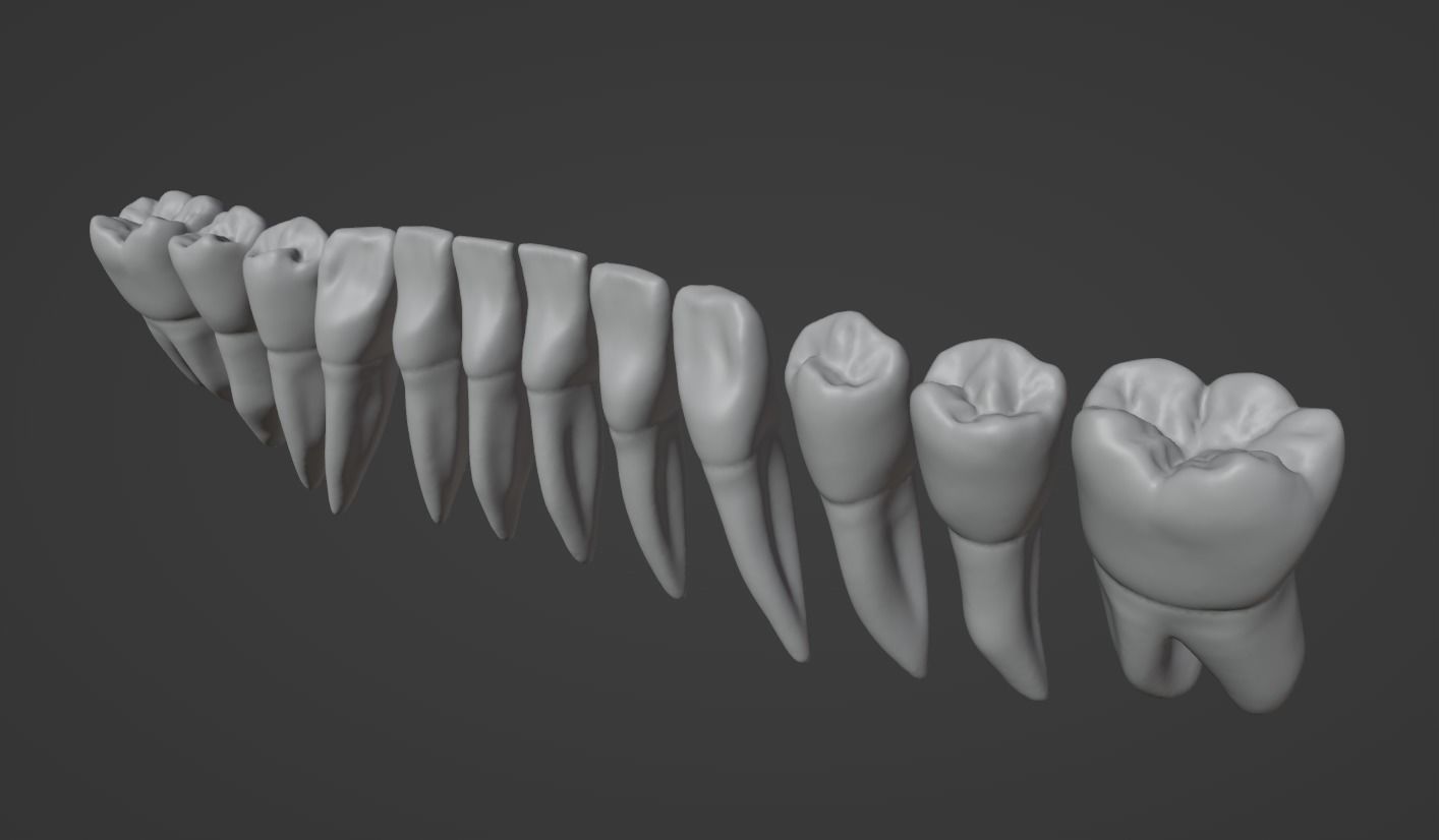 Primary teeth anatomy model with root canal 3D model_7