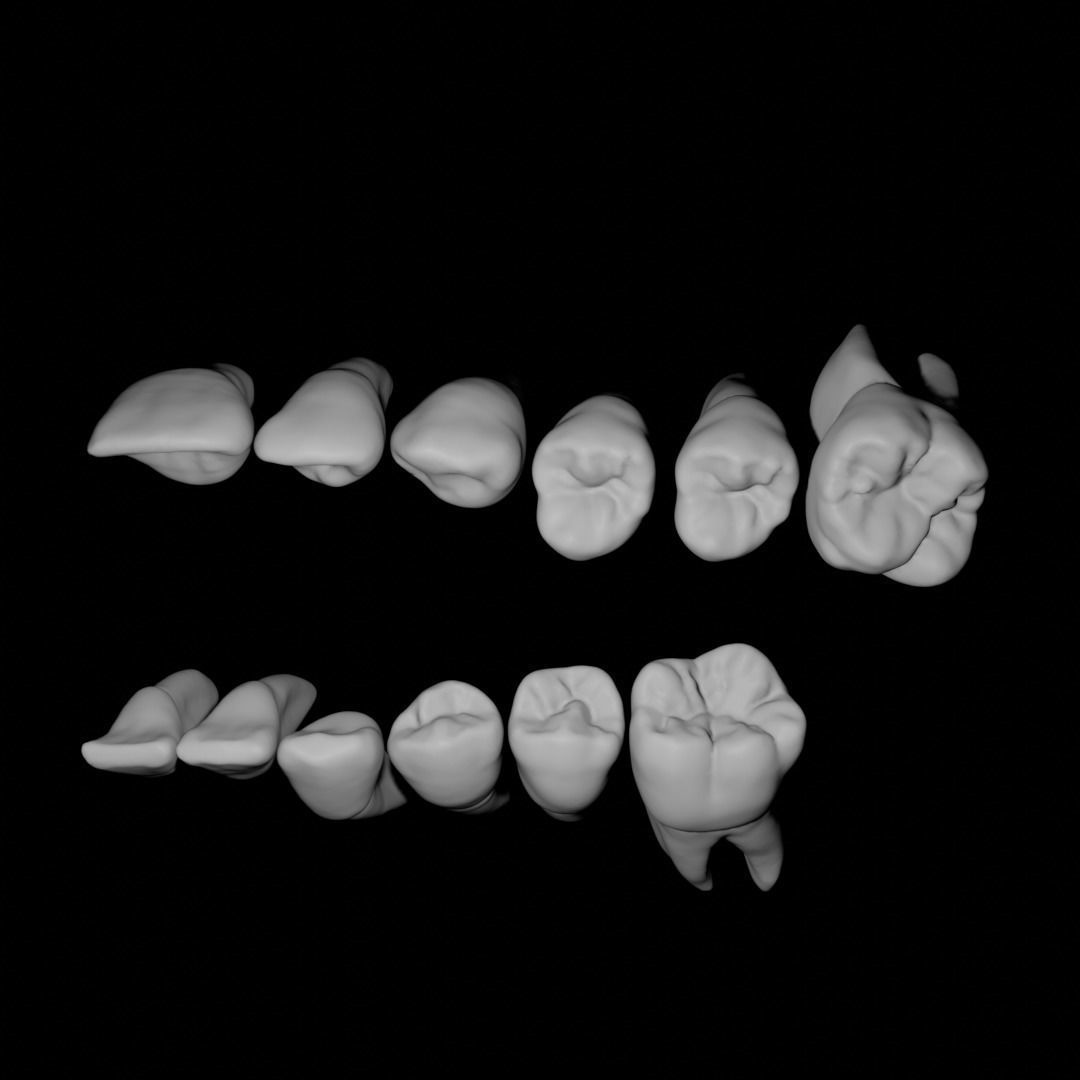 Primary teeth anatomy model with root canal 3D model_2