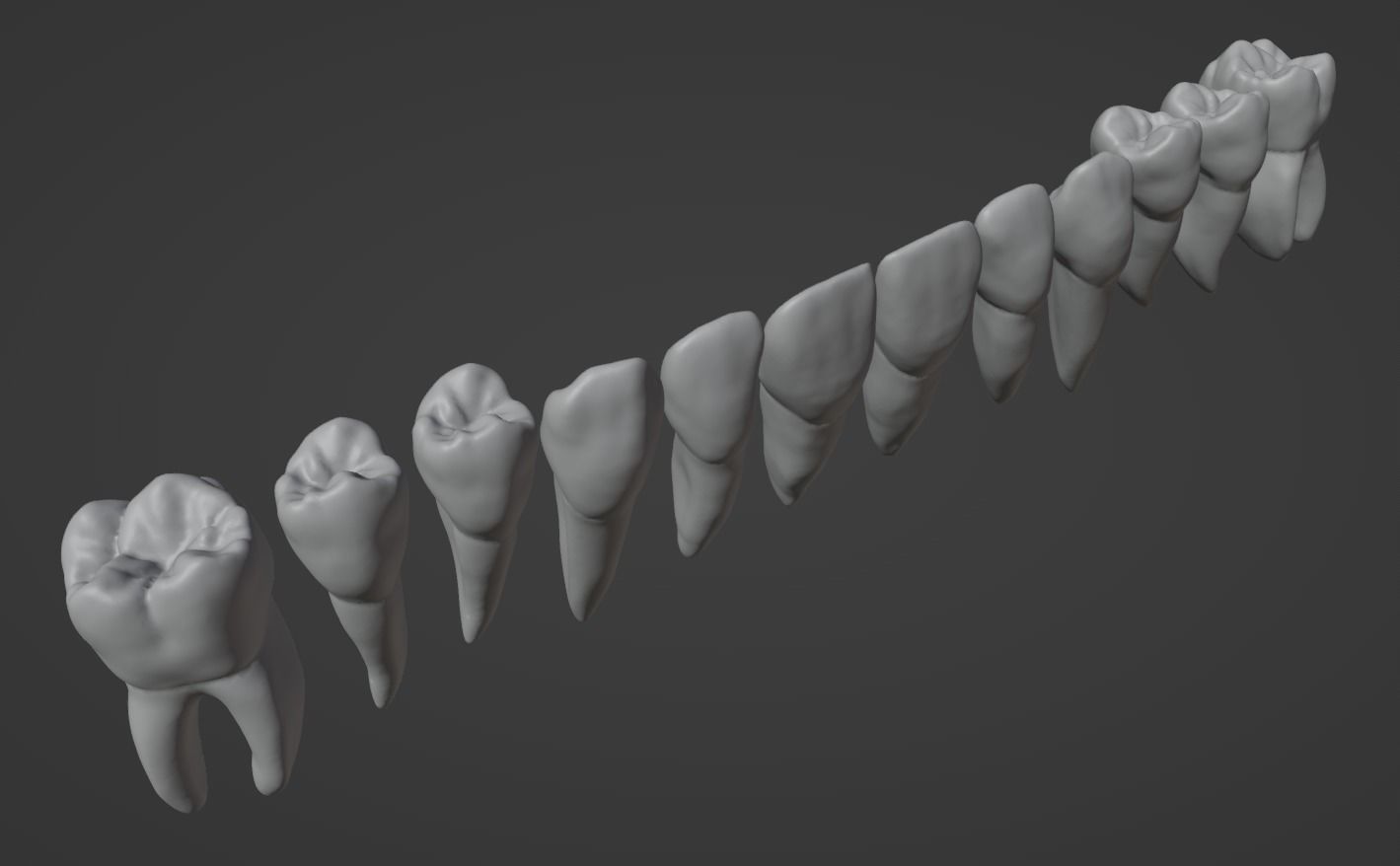 Primary teeth anatomy model with root canal 3D model_6