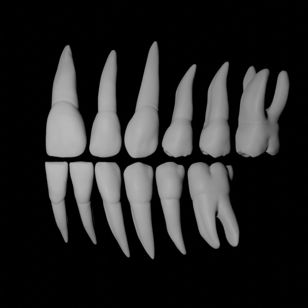 Primary teeth anatomy model with root canal 3D model_3