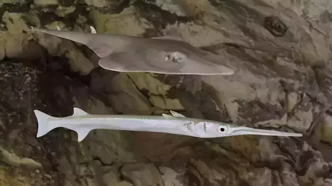 Guiltar Fish-Needle fish 3D models 3D Model Collection