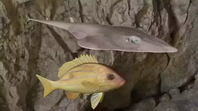 Guiltar Fish-Five inned Fish 3D models 3D Model Collection