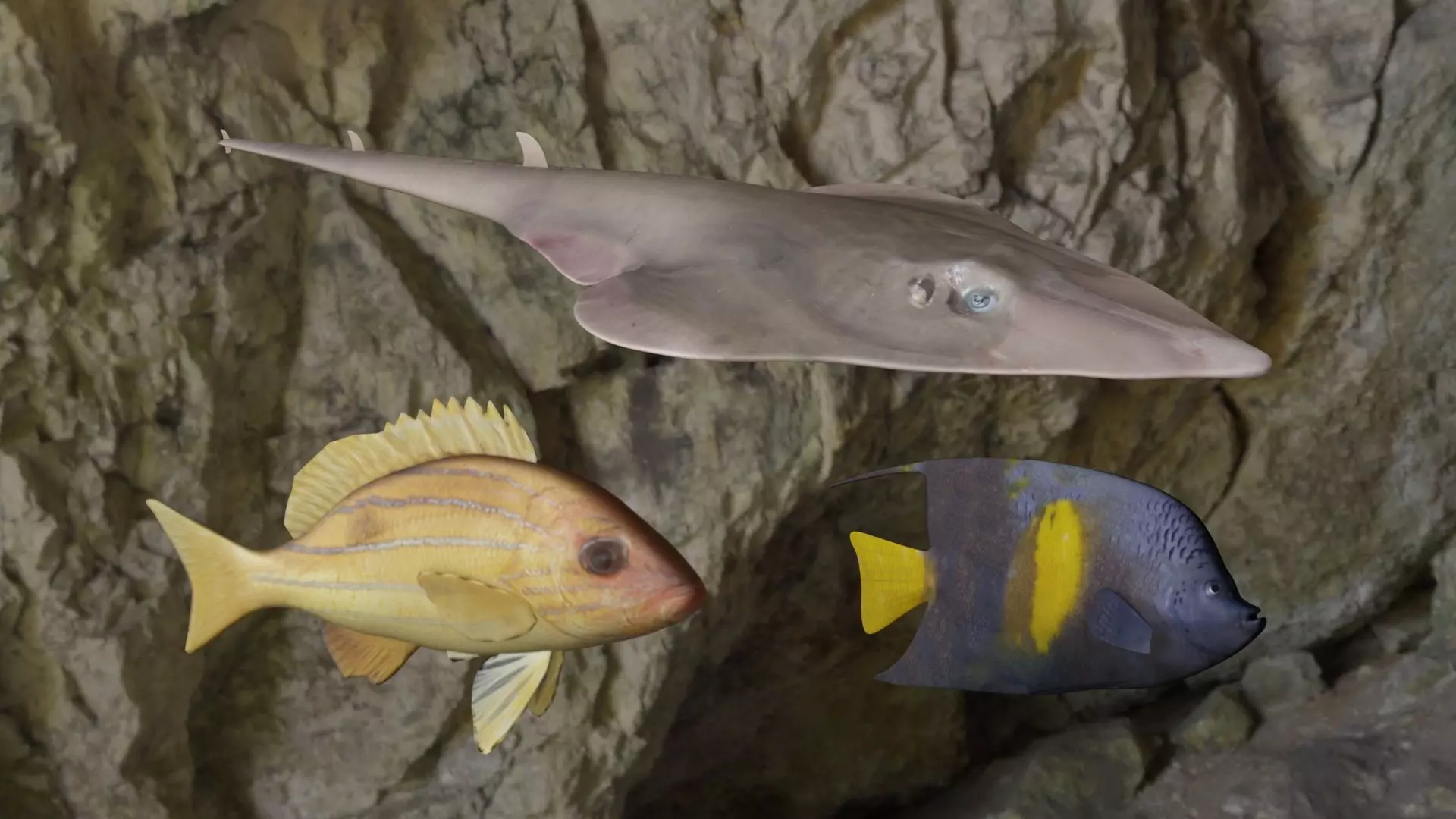 Fishes fish swimming in rock 3D Model Collection_0
