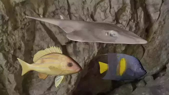 Fishes fish swimming in rock 3D Model Collection