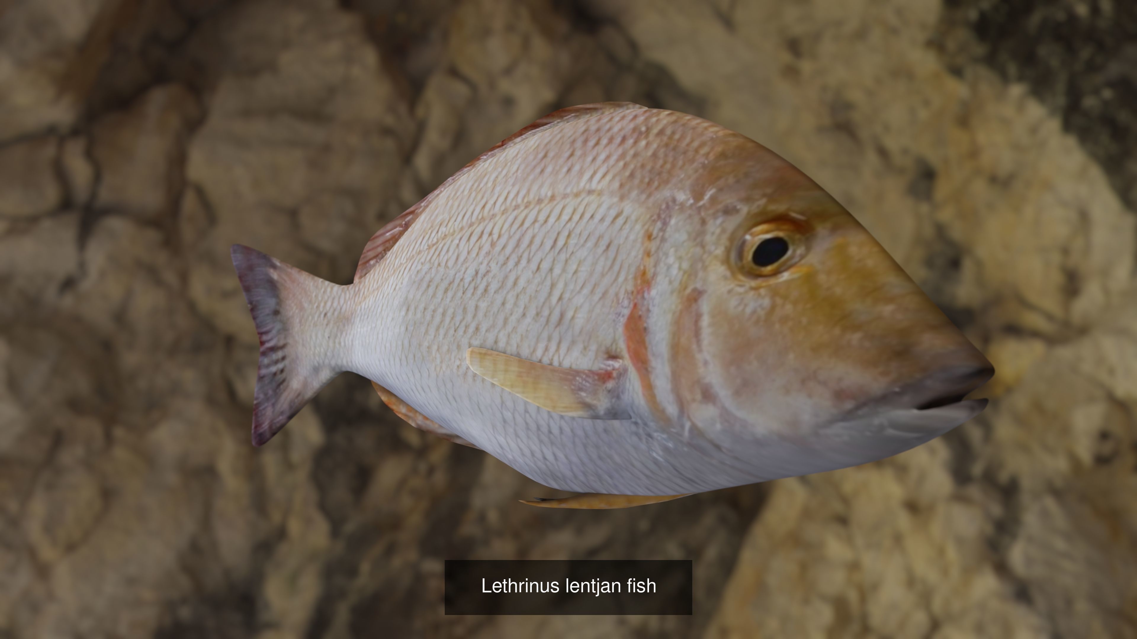 Fishes angelfish in ocean 3D Model Collection_2