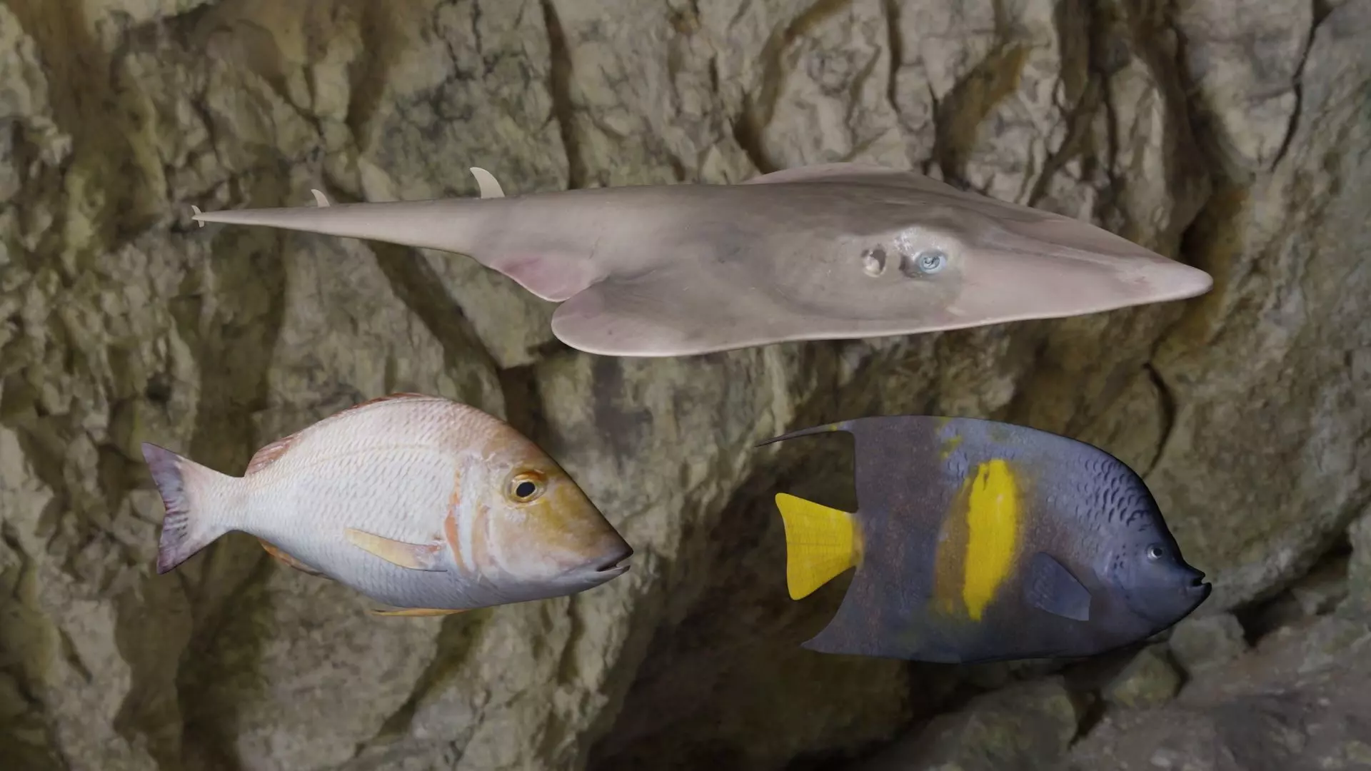 Fishes angelfish in ocean 3D Model Collection_0