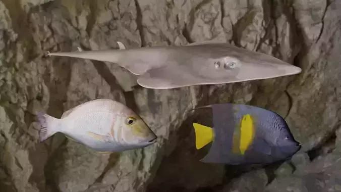Fishes angelfish in ocean 3D Model Collection