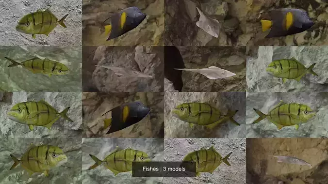 Fishes fish swimming in water