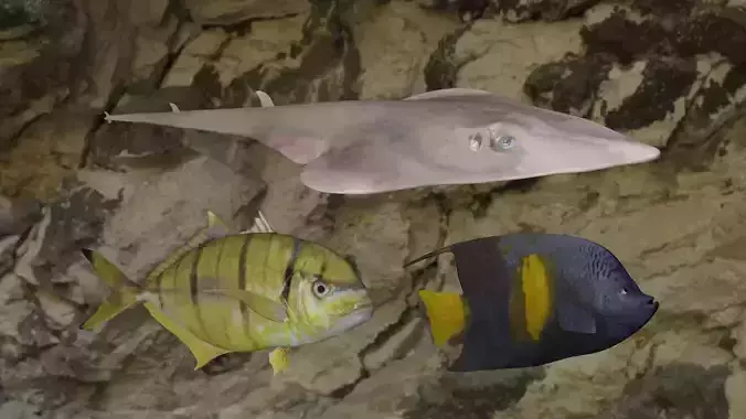 Fishes fish swimming in water 3D Model Collection