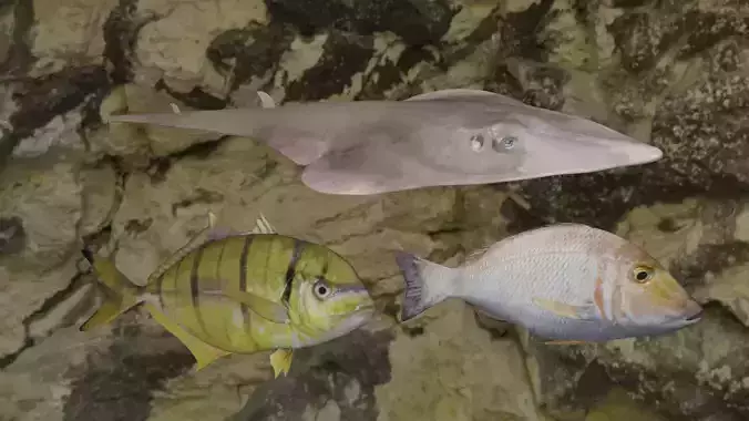 Fishes fish swimming in water 3D Model Collection