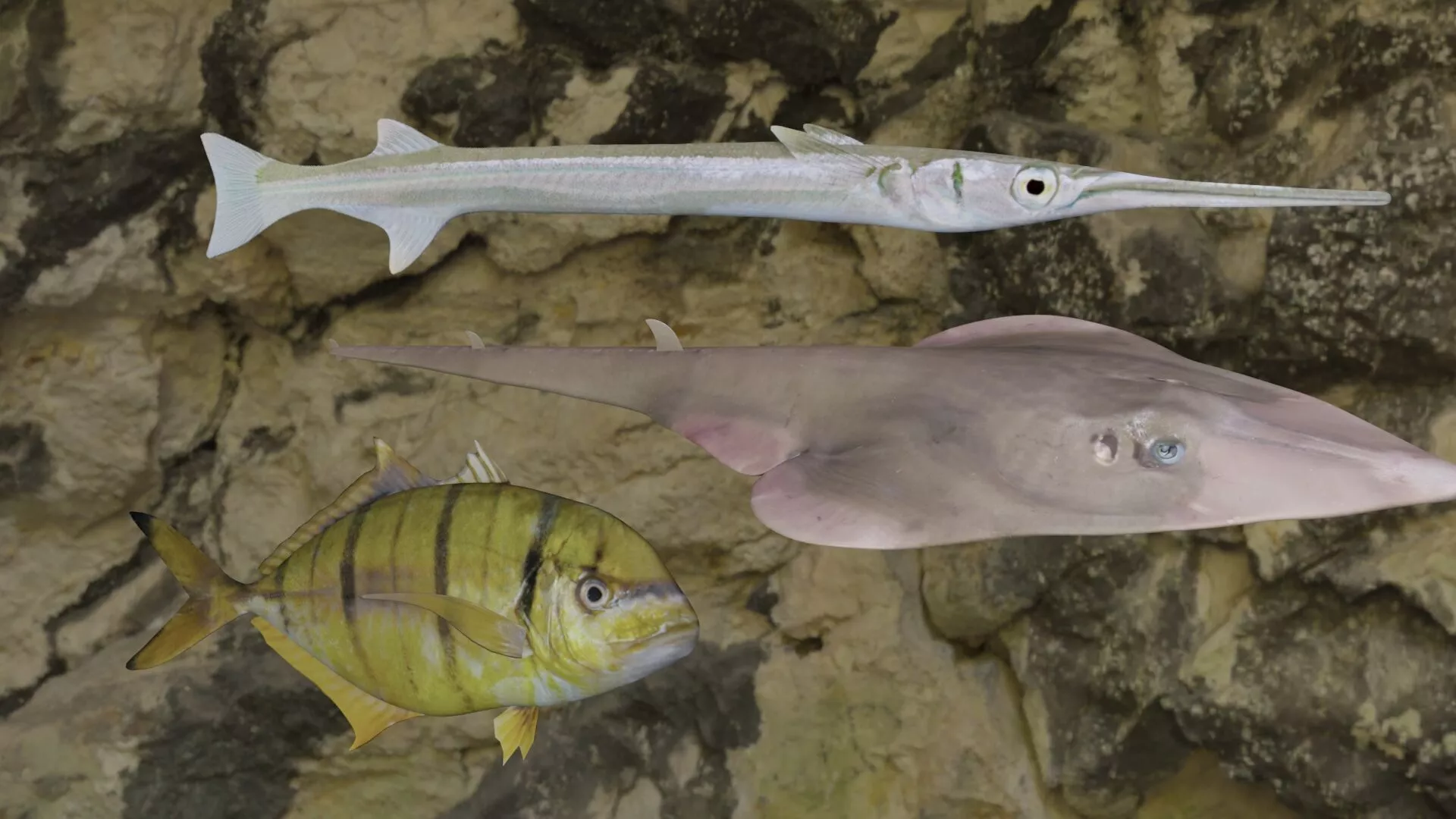 Fishes fish swimming in water 3D Model Pack