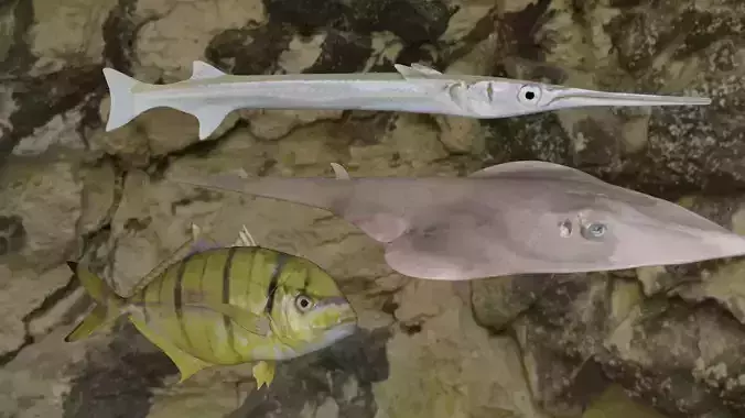 Fishes fish swimming in water 3D Model Collection
