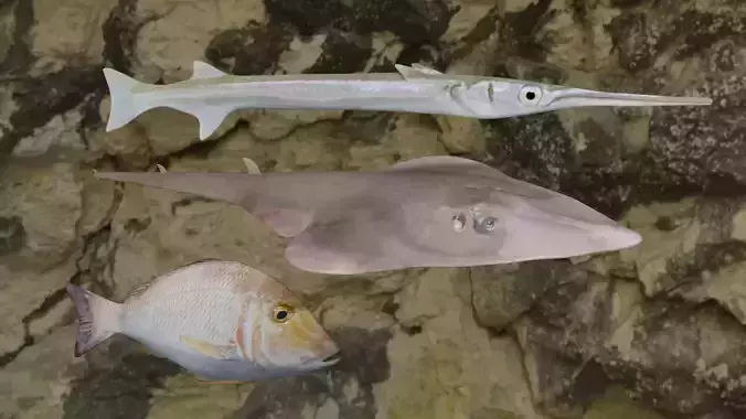 Fishes fish in virtual world 3D Model Collection