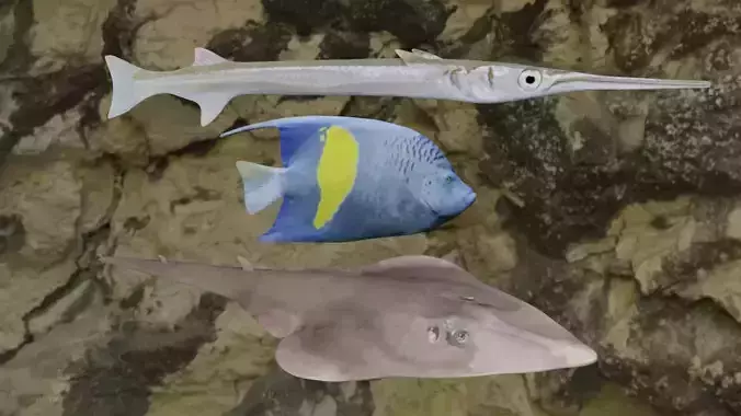 Fishes three fish on rock 3D Model Collection