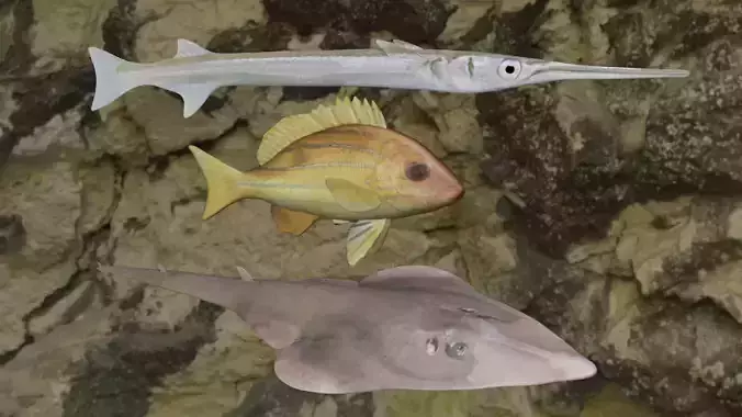 Fishes fish on rock 3D Model Collection