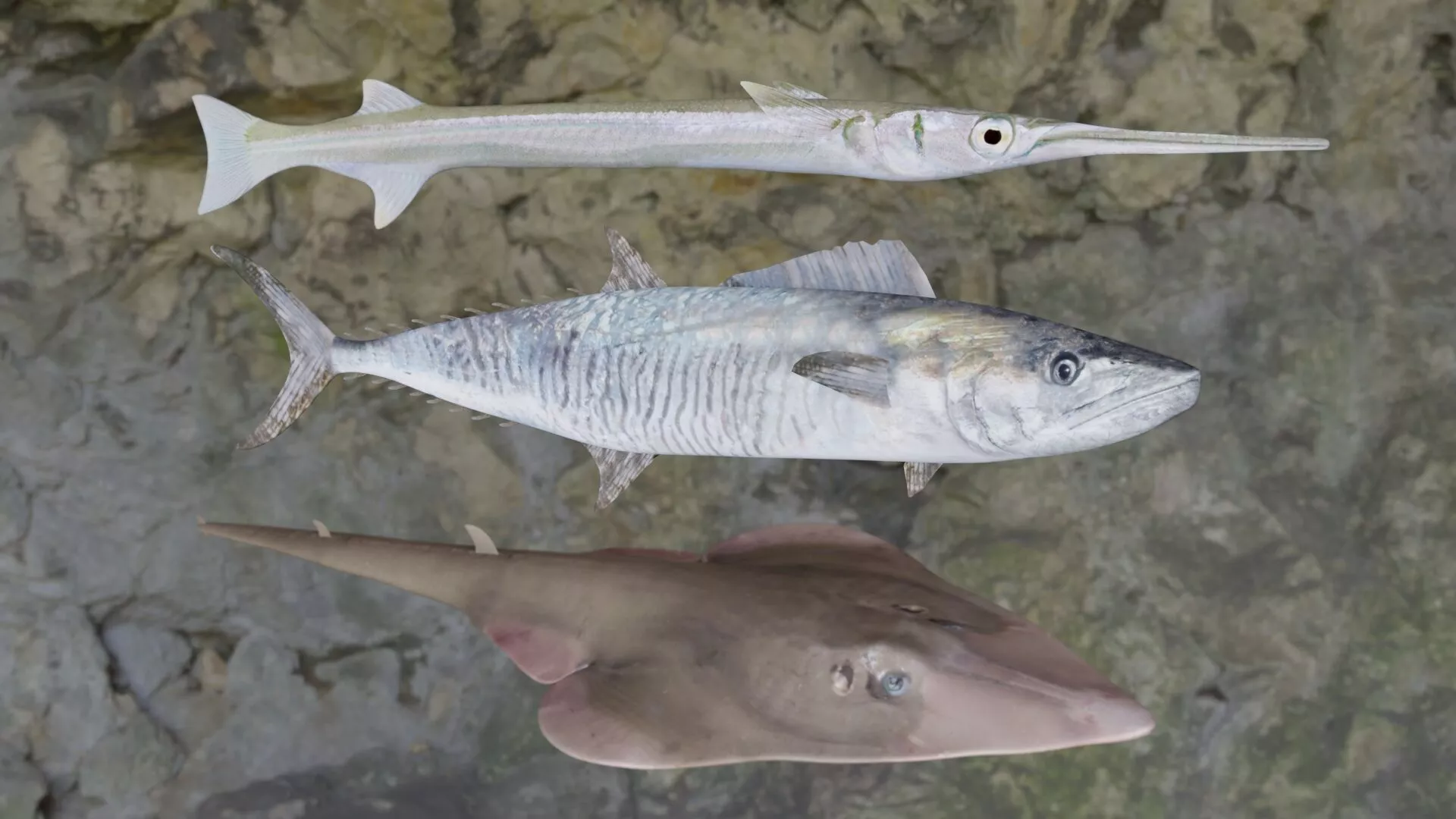 Fishes three different fish on rock 3D Model Pack