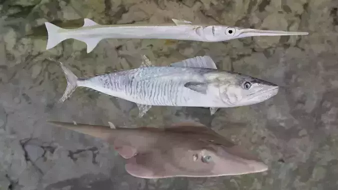 Fishes three different fish on rock 3D Model Collection