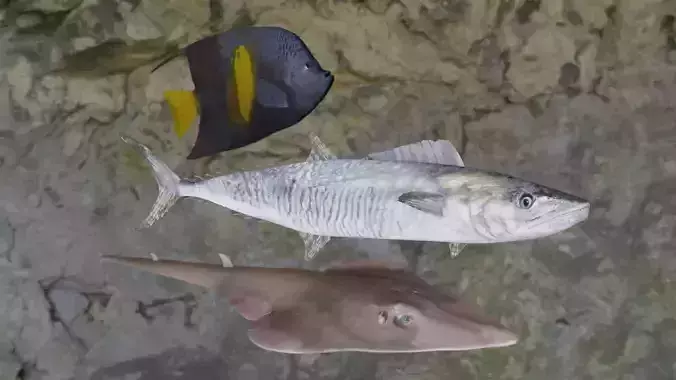 Fishes angelfish in ocean 3D Model Collection