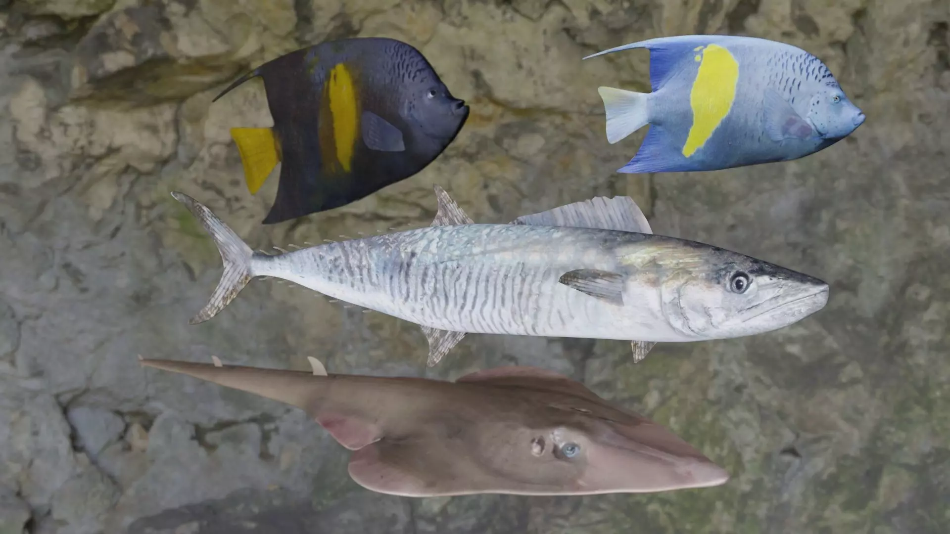 Fishes angelfish in ocean 3D Model Collection_0