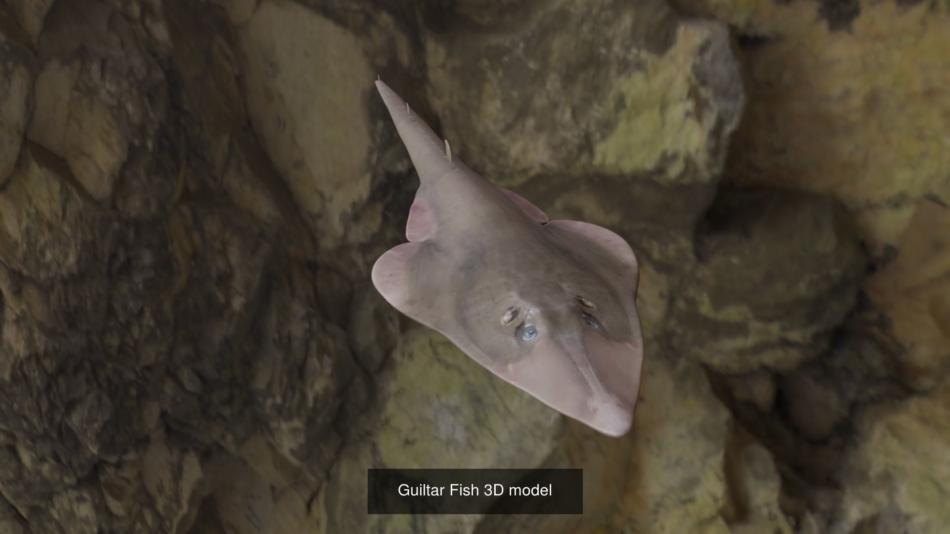 Fishes angelfish in ocean 3D Model Collection_4