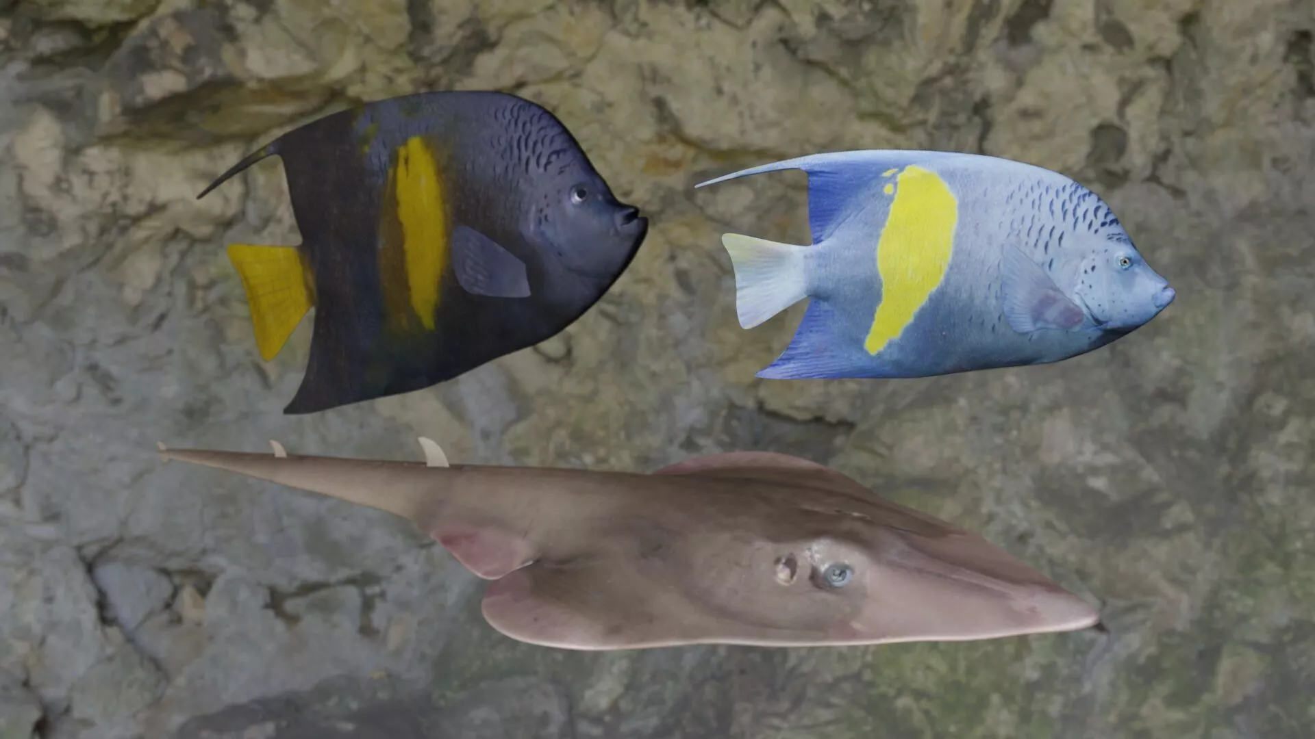 Fishes angelfish in ocean 3D Model Pack