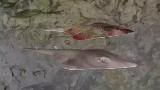 Guiltar Fish 3D models 3D Model Collection