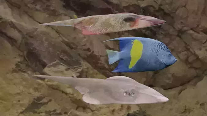 Fishes three fish swimming in rocky area 3D Model Collection